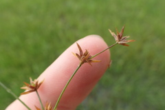 Juncus diffusissimus