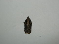 Acleris pulverosana