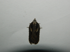 Acleris pulverosana