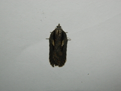 Acleris pulverosana