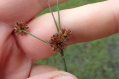 Juncus nodatus