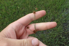 Juncus nodatus