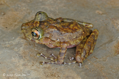 Alfred's Rainfrog photo 4