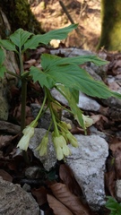 Cardamine enneaphyllos