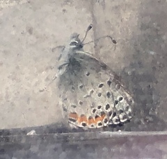 Euphilotes enoptes bayensis
