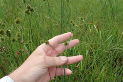 Juncus polycephalus