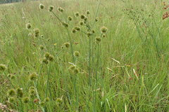 Juncus polycephalus