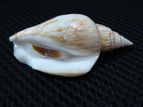 Doxander campbellii