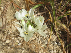Ornithogalum arabicum