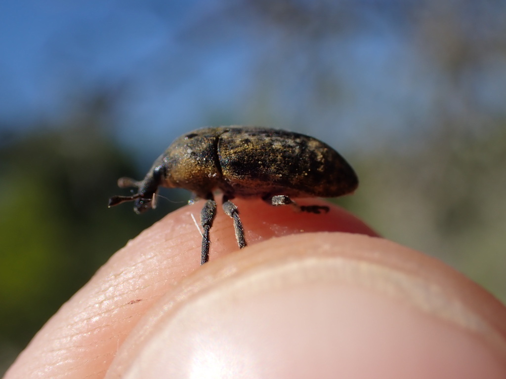 Larinus scolymi