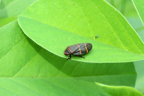 Prosapia bicincta