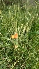 Lathyrus annuus