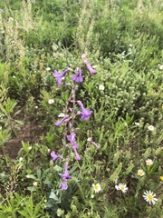 Penstemon fendleri