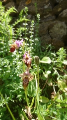 Ophrys heldreichii
