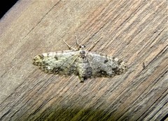 Eupithecia irriguata