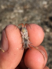 Megalorchestia corniculata
