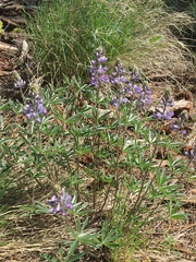 Lupinus bingenensis