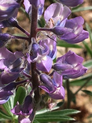Lupinus bingenensis