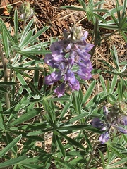 Lupinus bingenensis