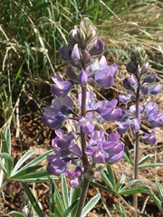 Lupinus bingenensis