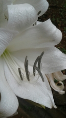 Crinum jagus