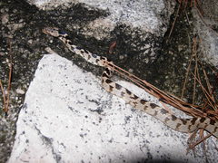 Telescopus fallax fallax