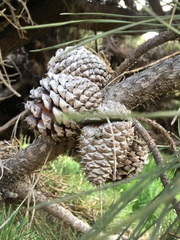 Pinus muricata