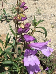 Penstemon fruticosus