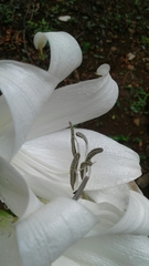 Crinum jagus