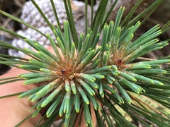 Pinus muricata