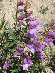 Penstemon fruticosus