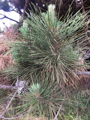 Pinus muricata