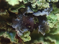 Pseudocyphellaria intricata