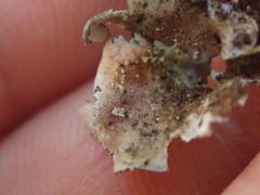 Pseudocyphellaria intricata