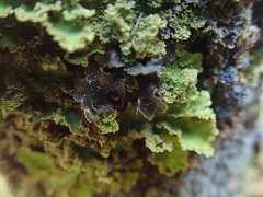 Pseudocyphellaria intricata