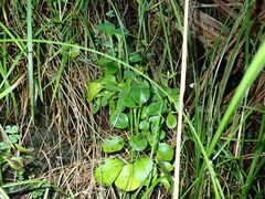 Myosotis pansa pansa
