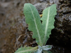 Sonchus kirkii