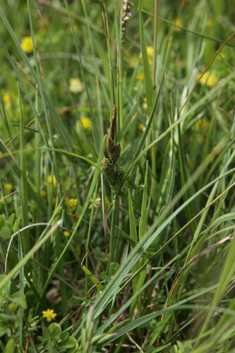 Three-nerved Sedge (Carex trinervis)