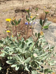 Eriogonum prattenianum