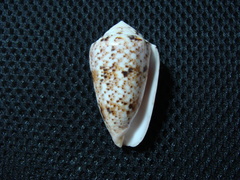 Conus zeylanicus