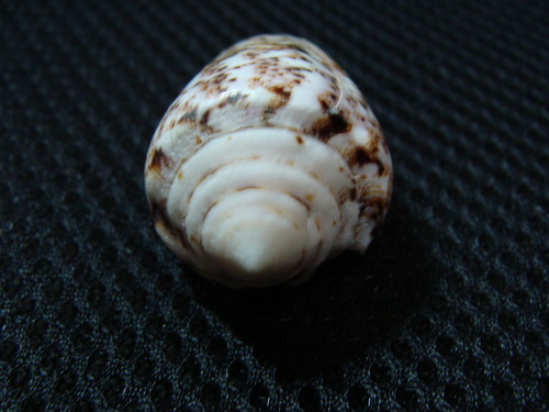 Conus zeylanicus