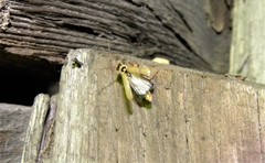 Metacantharis clypeata