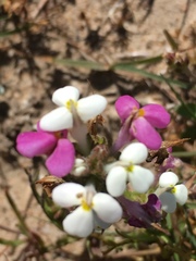 Triphysaria versicolor