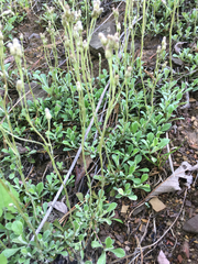 Antennaria virginica
