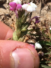 Triphysaria versicolor