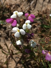 Triphysaria versicolor