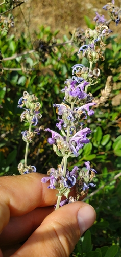 Image of Nepeta curviflora by (c) Mitch Van Dyke, some rights reserved (CC BY)