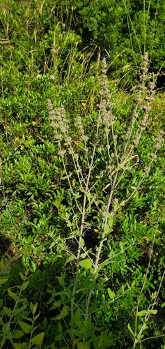 Image of Nepeta curviflora by (c) Mitch Van Dyke, some rights reserved (CC BY)
