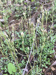 Antennaria virginica