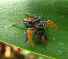 Phidippus cruentus